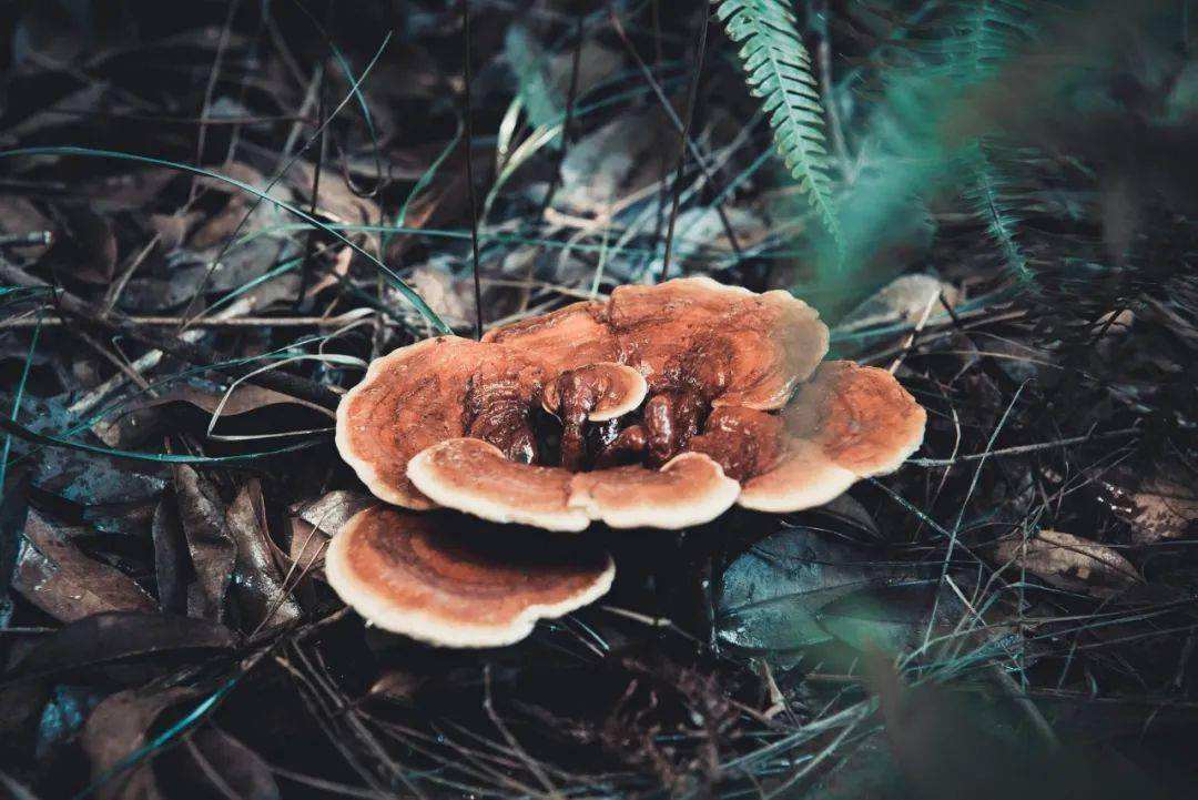 靈芝直接使用浪費？使用蒸汽發(fā)生器更有效的提純靈芝精粉